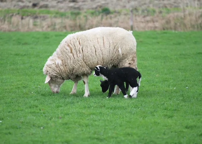 Apartman Seeschwalbe Tossens